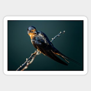 Barn Swallow Looking Over It's Shoulder Sticker